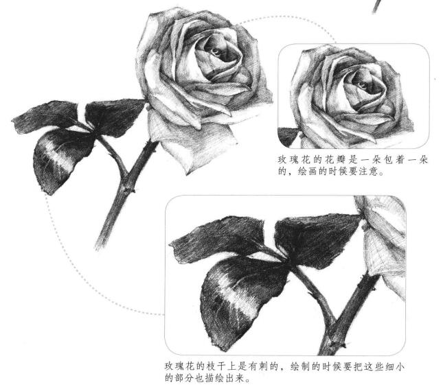 白玟瑰素描畫(huà)法