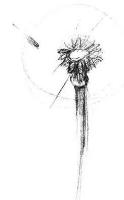 蒲公英素描畫法步驟02