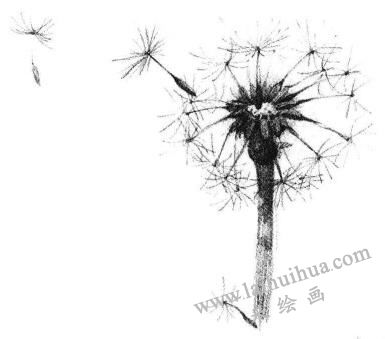 蒲公英素描畫法步驟04