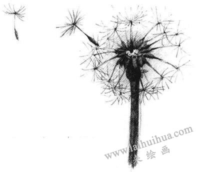 蒲公英素描畫法步驟05
