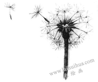 蒲公英素描畫法步驟06