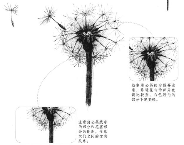 蒲公英素描畫法