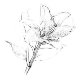 百合花素描畫法步驟02