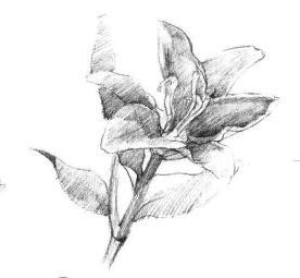 百合花素描畫法步驟03
