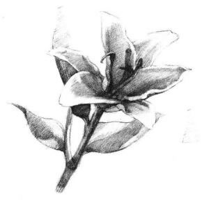 百合花素描畫法步驟04