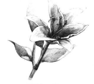 百合花素描畫法步驟05
