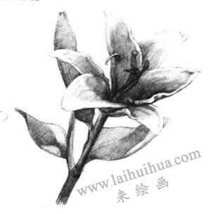 百合花素描畫法步驟06