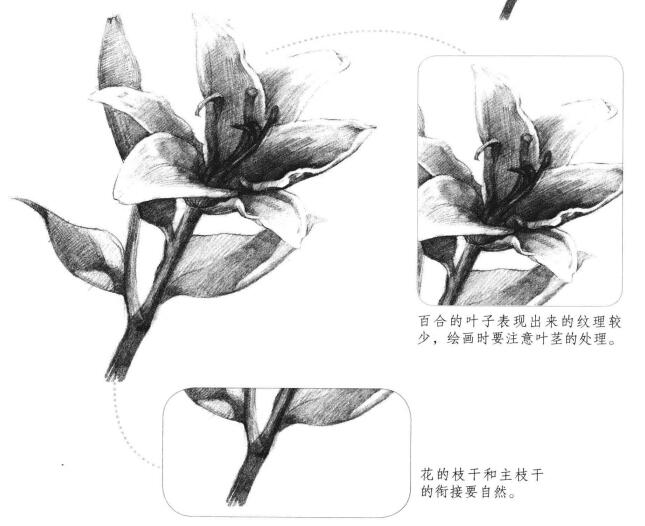 百合花素描畫法