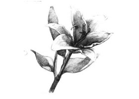 百合花素描畫法