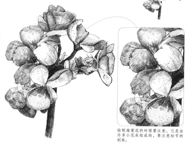 海棠花素描畫法