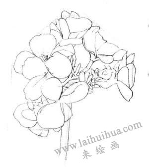 海棠花素描畫法步驟02
