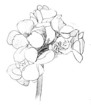 海棠花素描畫法步驟03