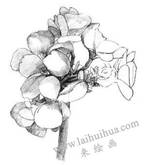 海棠花素描畫法步驟04