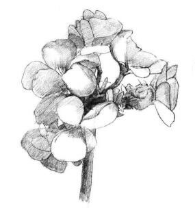 海棠花素描畫法步驟05