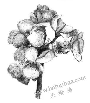 海棠花素描畫法步驟06
