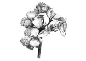 海棠花素描畫法