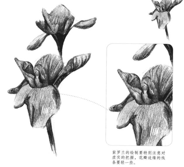 紫羅蘭素描畫法