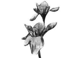 紫羅蘭素描畫法
