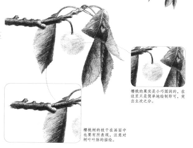 小櫻桃枝素描畫法