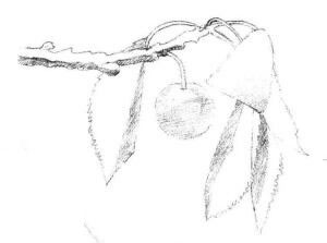 小櫻桃枝素描畫法步驟03