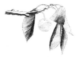 小櫻桃枝素描畫法步驟04
