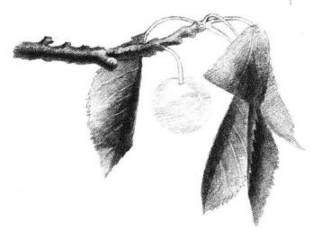 小櫻桃枝素描畫法步驟05