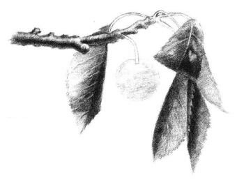 小櫻桃枝素描畫法步驟06