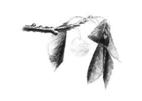 小櫻桃枝素描畫法