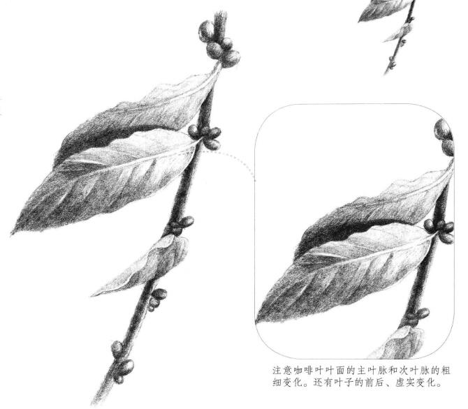 咖啡葉素描畫法