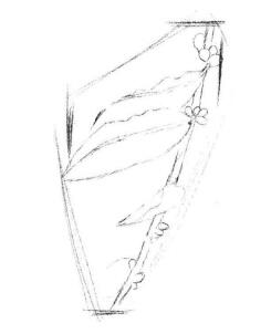 咖啡葉素描畫法步驟02