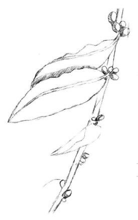咖啡葉素描畫法步驟03