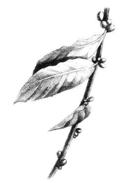 咖啡葉素描畫法步驟05