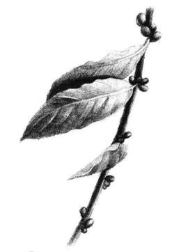 咖啡葉素描畫法步驟05