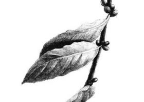 咖啡葉素描畫(huà)法