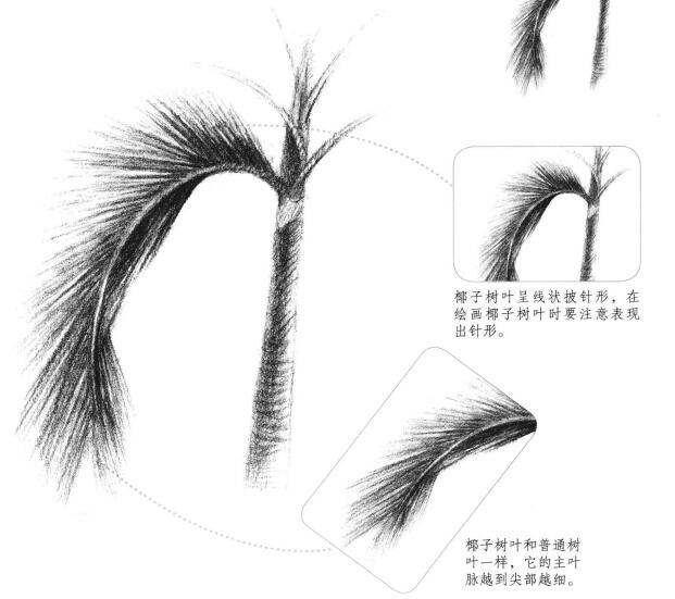 椰子樹(shù)葉素描畫(huà)法