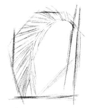 椰子樹(shù)葉素描畫(huà)法步驟02