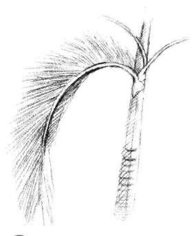 椰子樹(shù)葉素描畫(huà)法步驟03
