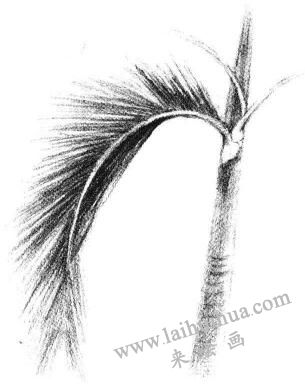 椰子樹(shù)葉素描畫(huà)法步驟04