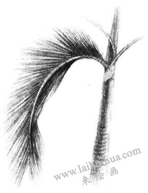 椰子樹(shù)葉素描畫(huà)法步驟05