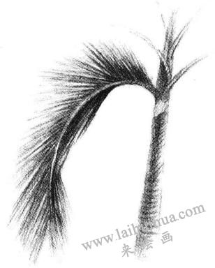 椰子樹(shù)葉素描畫(huà)法步驟06
