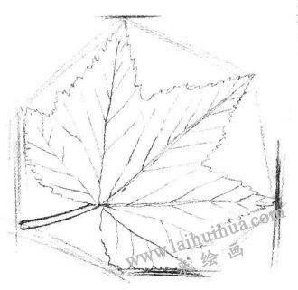 楓葉素描畫法步驟02