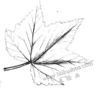 楓葉素描畫法步驟03
