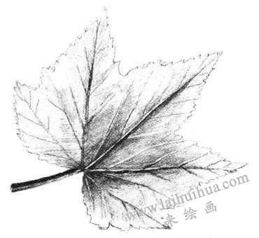 楓葉素描畫法步驟04