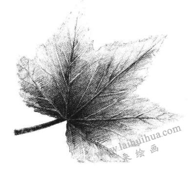楓葉素描畫法步驟05