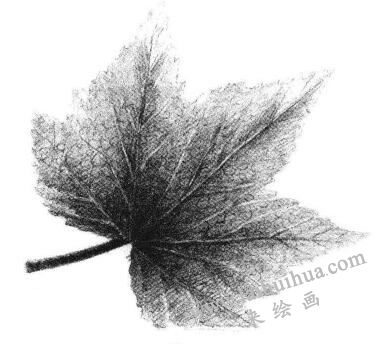 楓葉素描畫法步驟06