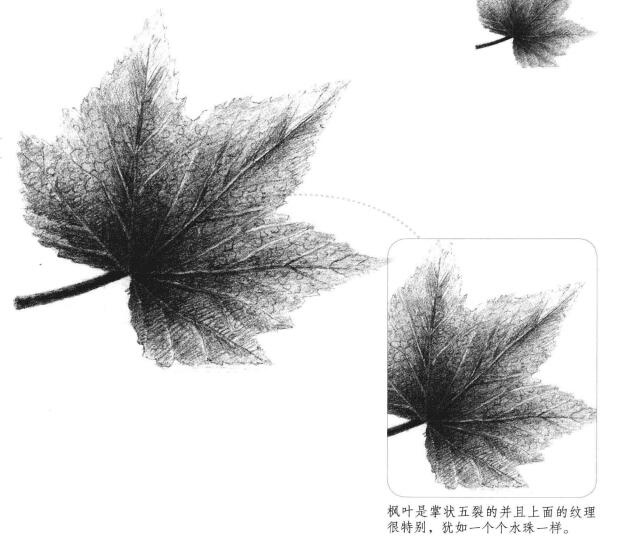 楓葉素描畫法