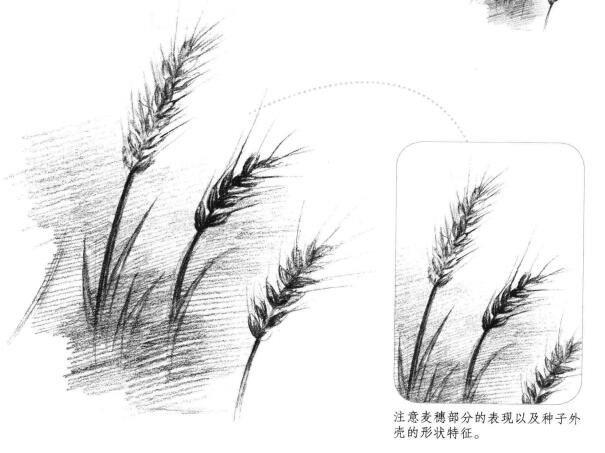 麥穗素描畫法