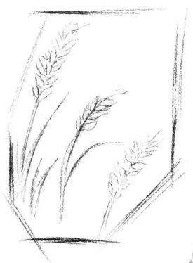 麥穗素描畫法步驟02