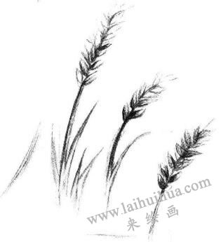 麥穗素描畫法步驟03