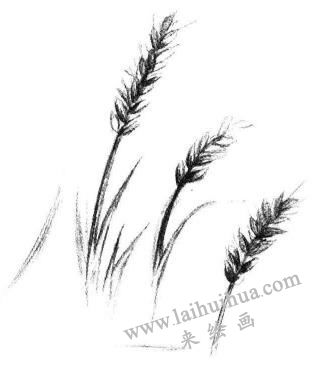 麥穗素描畫法步驟04